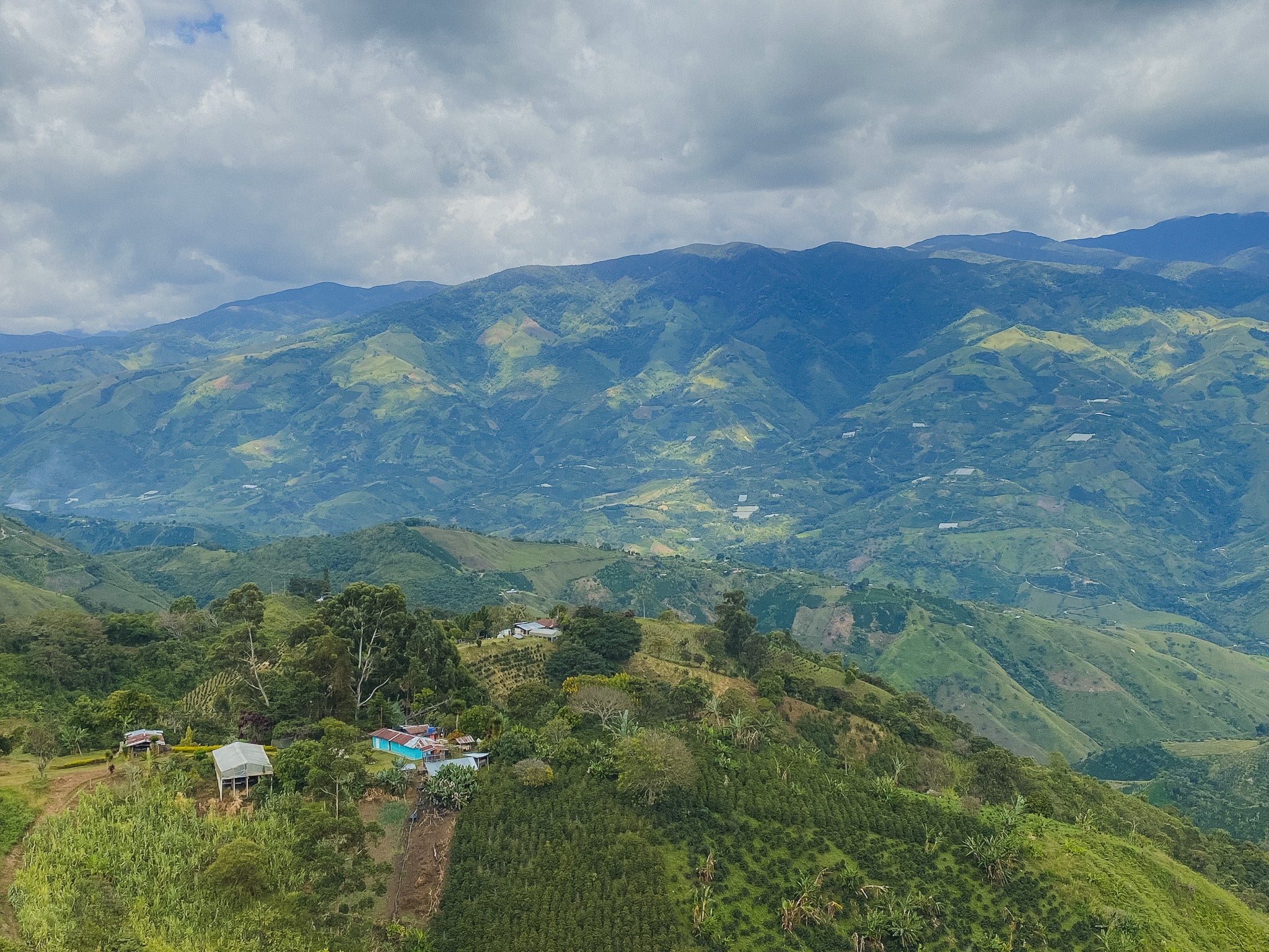 Aerial view of a coffee plantation with mountains and clouds in the background.